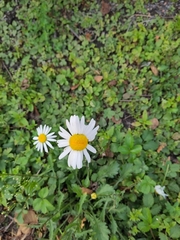 Leucanthemum vulgare