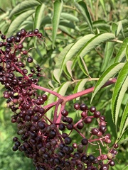 Sambucus canadensis
