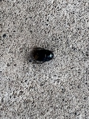 Pangaeus bilineatus