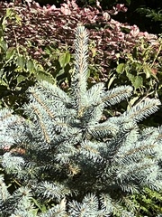 Picea pungens