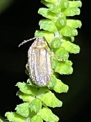 Ophraella communa