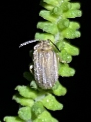 Ophraella communa