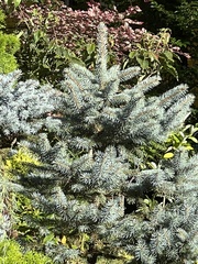 Picea pungens