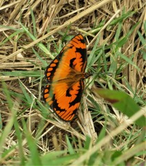 Byblia anvatara acheloia