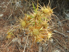 Carlina graeca