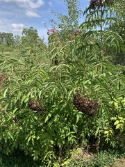 Sambucus canadensis