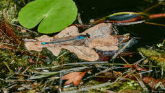 Erythromma najas