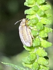 Ophraella communa
