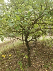 Malus sylvestris