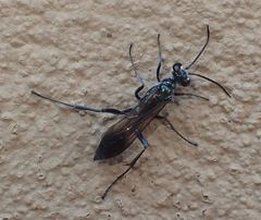 Chalybion bengalense