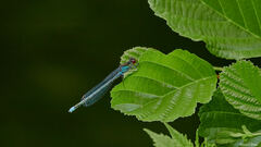 Erythromma najas