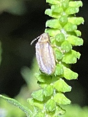 Ophraella communa
