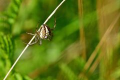 Neoscona adianta