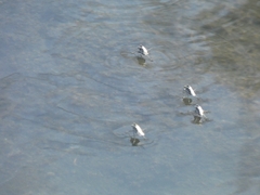 Hydrophorus litoreus