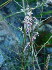Struthiola ciliata