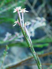 Struthiola ciliata