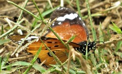 Danaus chrysippus orientis