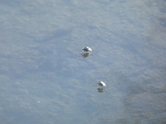 Hydrophorus litoreus