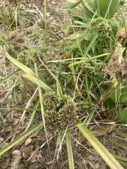 Cyperus eragrostis
