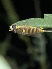 Sphaerophoria contigua