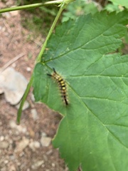 Lymantriinae