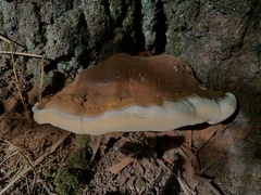 Ganoderma