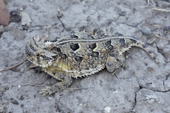 Phrynosoma cornutum