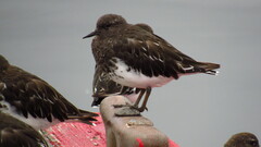 Arenaria melanocephala