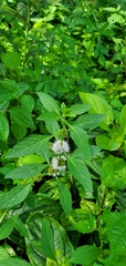 Mentha canadensis