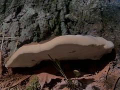 Ganoderma