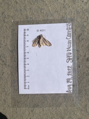Alsophila pometaria