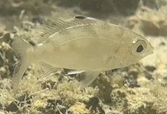 Eucinostomus