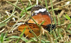 Danaus chrysippus orientis