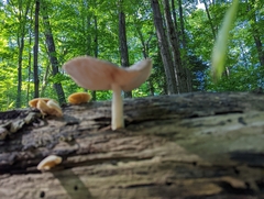 Pluteus longistriatus