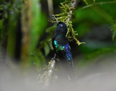 Boissonneaua jardini