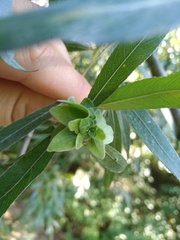 Rabdophaga rosaria