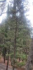 Pinus nigra