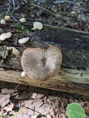 Pluteus longistriatus