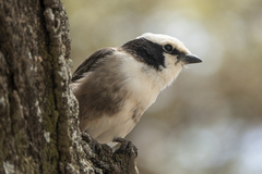 Eurocephalus ruppelli
