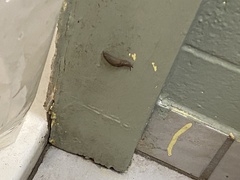 Limax maximus