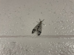 Dendroleon obsoletus