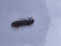 Hemicrepidius nemnonius