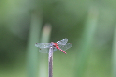 Sympetrum rubicundulum