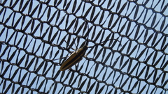 Sphaenothecus trilineatus