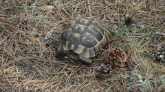 Testudo graeca ibera