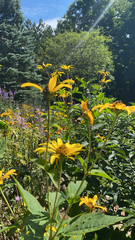 Heliopsis helianthoides