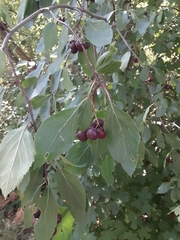 Crataegus douglasii