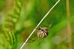 Neoscona adianta