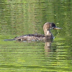 Lophodytes cucullatus