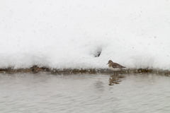 Calidris temminckii